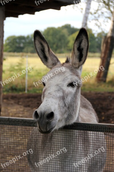 Donkey Horse Smart Pasture Animals