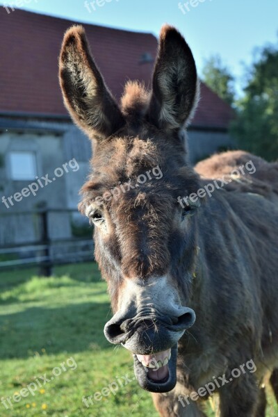 Donkey Animal Mammal Head Frontal Shot