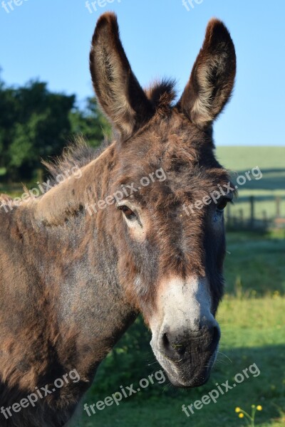 Donkey View Interest Head Mammal