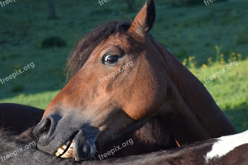 Horse Head Horse Head Scratch Body Care