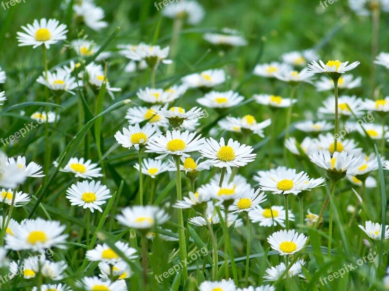 Meadow Grass Nature Plant Landscape