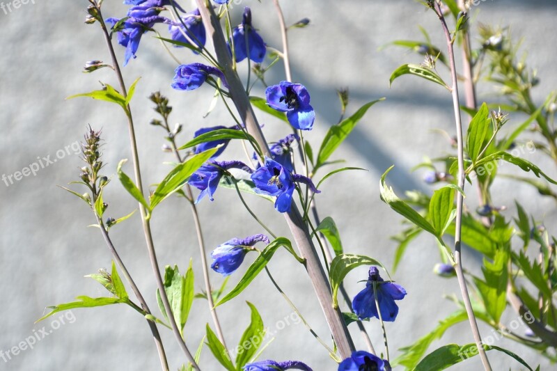 Plant Delphinium Larkspur Flower Blue