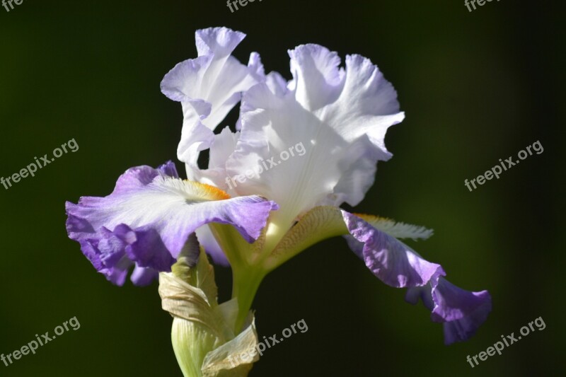 Iris White And Purple Iris Flower Summer Garden