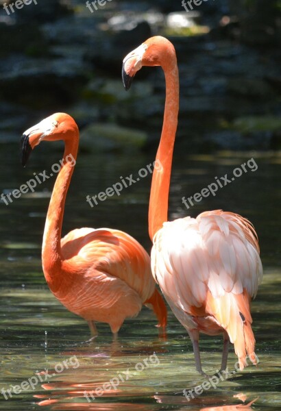 Pink Flamingo Philadelphia Zoo Birds Free Photos