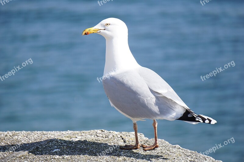 Bird Gull Nature Animal Gold