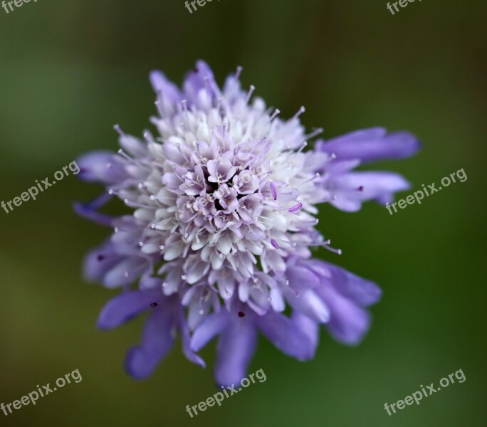 Scabious Purple Blue Nature Flora