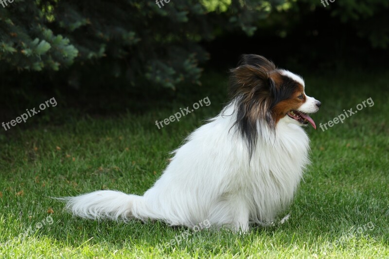 Papillon Pure-breed Dog Breed Doggy Animal