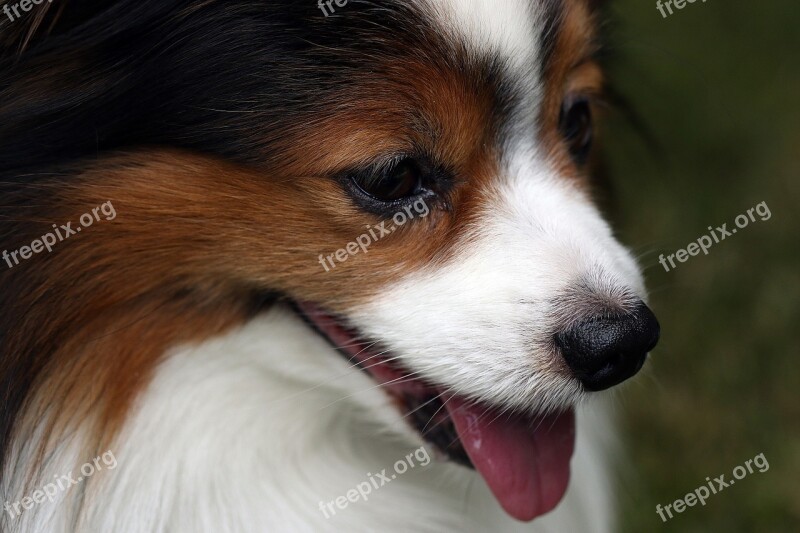 Papillon Dog Breed Coat Doggy