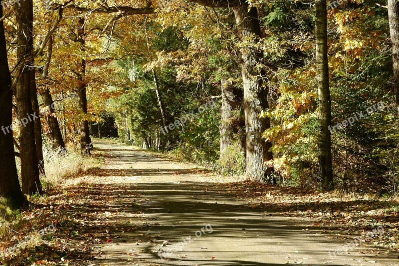 Forest Path Trees Forest Road Bohemia