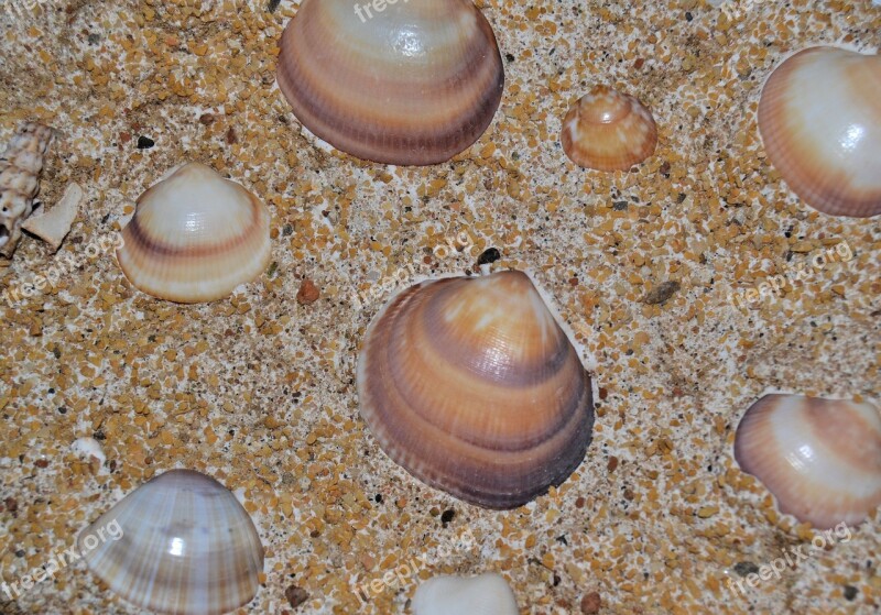 Image Art Gypsum Sand Mussels