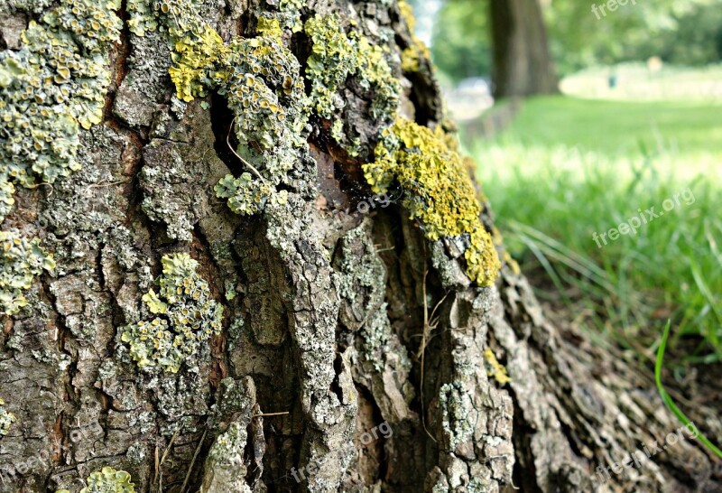 Tree Trunk Bark Moss Overgrown