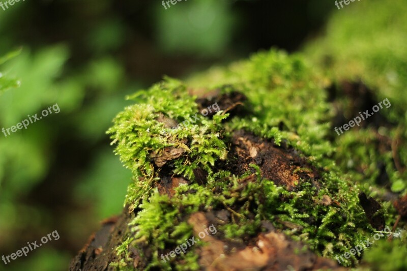 Forest Moss Green Tree Stump Nature