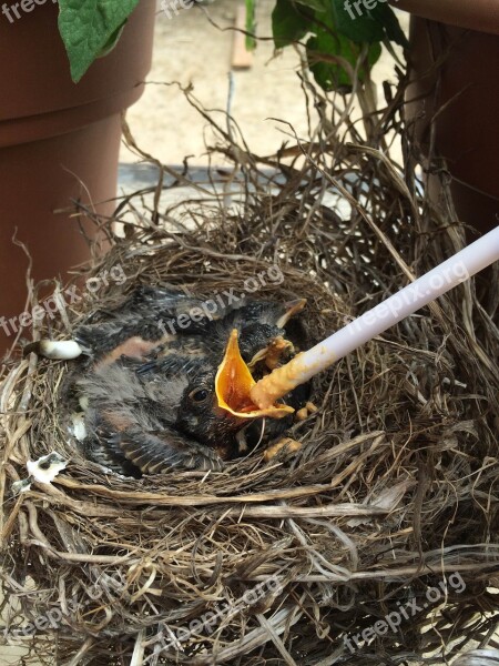 Birds Nest Nature Wildlife Wild