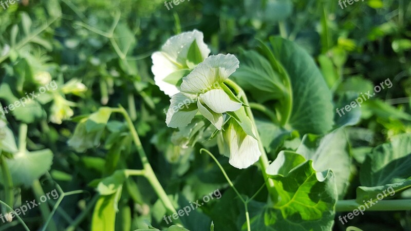 Peas Peas Flowers Vegetables Vegetarian Organic