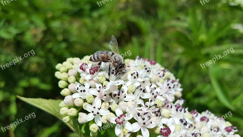 Bee Honey Bee Anthophila Insect Pollen