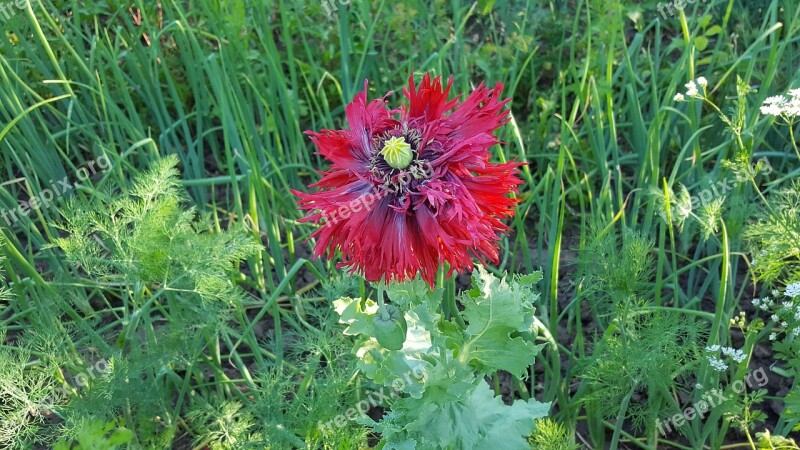 Poppy Opium Poppy Red Poppy Poppy Flower Blossom