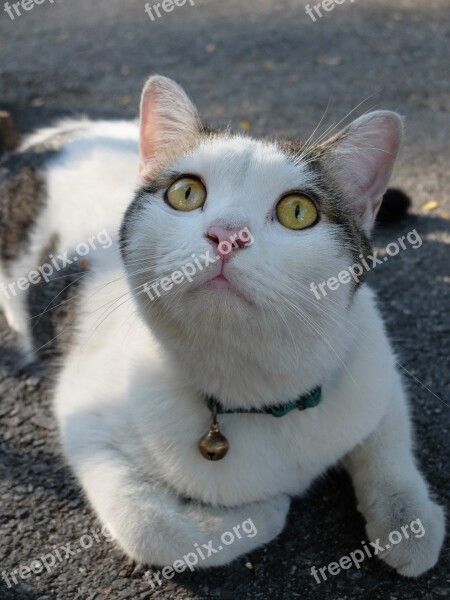 Thailand Bangkok Cat Animal Pet