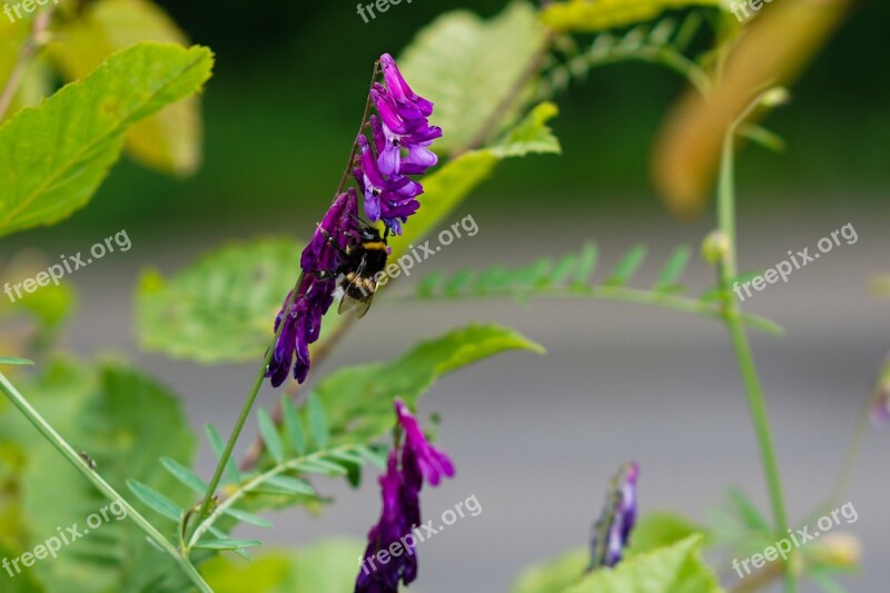 Forest Leaves Purple Flower Leaf