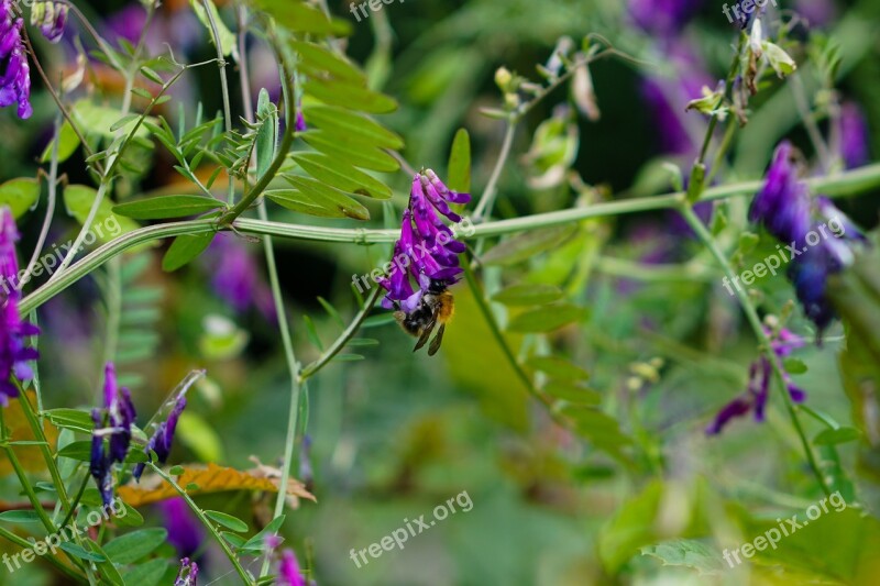 Forest Leaves Purple Flower Leaf