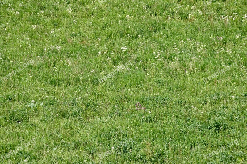 Meadow Green Rush In The Green Park