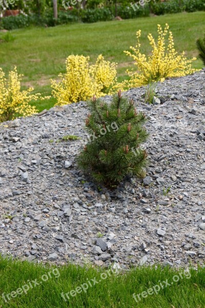 Japanese Garden Minimal Fir Tree Free Photos