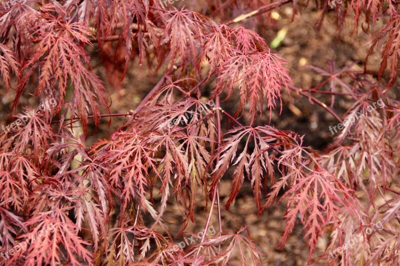 Red Maple Japanese Maple Free Photos