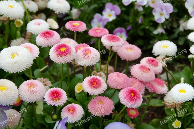 Daisy Korbblüter Flowers Pointed Flower Geese Flower