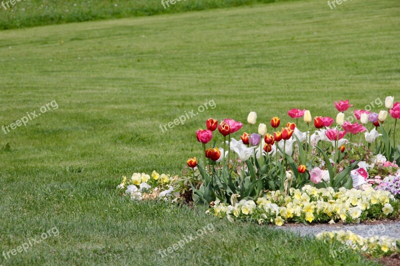 Tulips Tulipa Tulpenzwiebel Breeding Tulip Purple