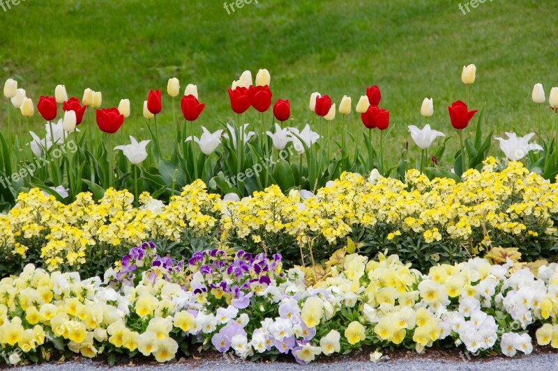 Tulips Tulipa Tulpenzwiebel Breeding Tulip Red