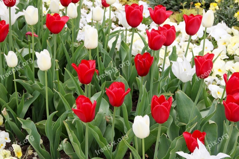 Tulips Tulipa Tulpenzwiebel Breeding Tulip Red