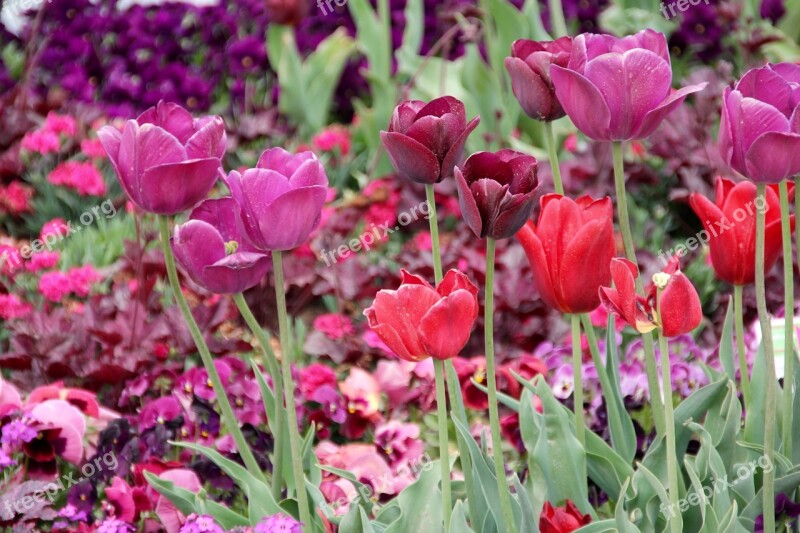 Tulips Tulipa Tulpenzwiebel Breeding Tulip Purple