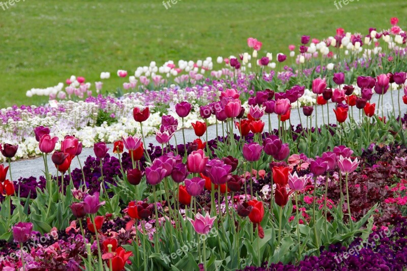 Tulips Tulipa Tulpenzwiebel Breeding Tulip Purple