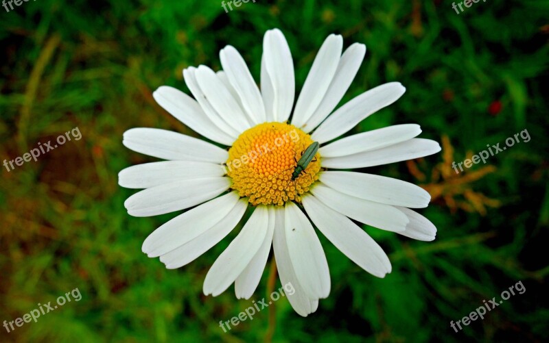 Daisy Ox Eye Daisy Flower Plant Petal