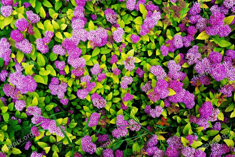 Sedum Flower Purple Garden Purple Flower