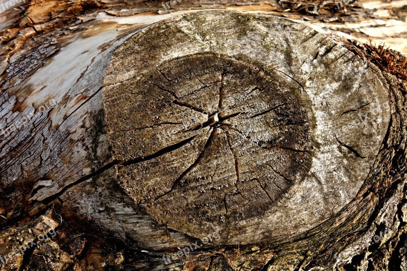 Knot Wood Log Timber Dead Wood