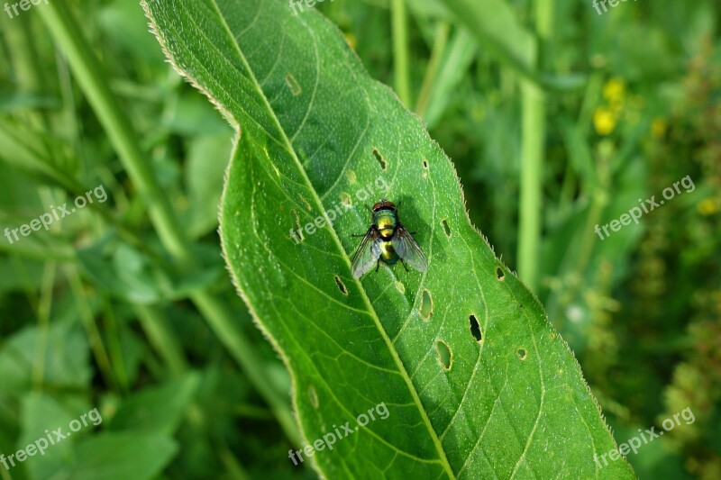 Fly Insect Diptera Wings Eye