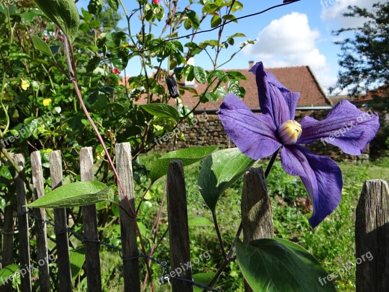 Garden Clematis Flower Petals Green