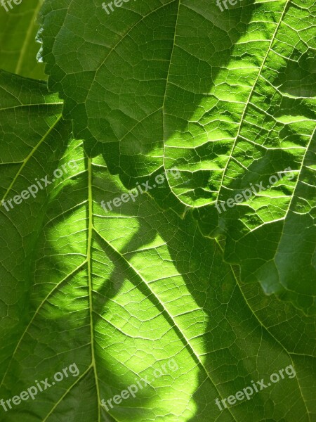 Leaves Background Texture Mulberry Leaf Natural Texture