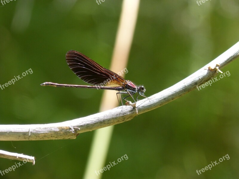 Black Dragonfly Dragonfly Calopteryx Haemorrhoidalis Iridescent Cane