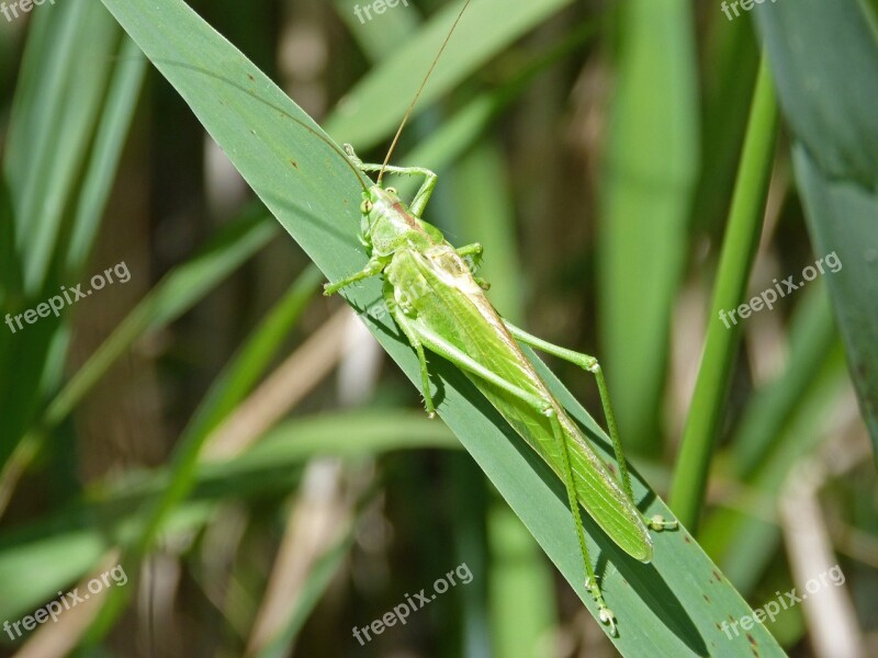 Green Grasshopper Lobster Orthopteron Leaf Antennas