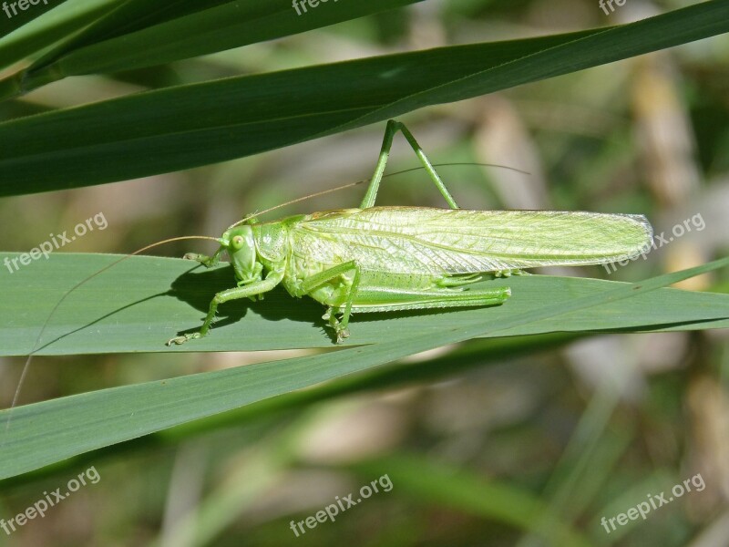 Green Grasshopper Lobster Leaf Antennas Orthopteron