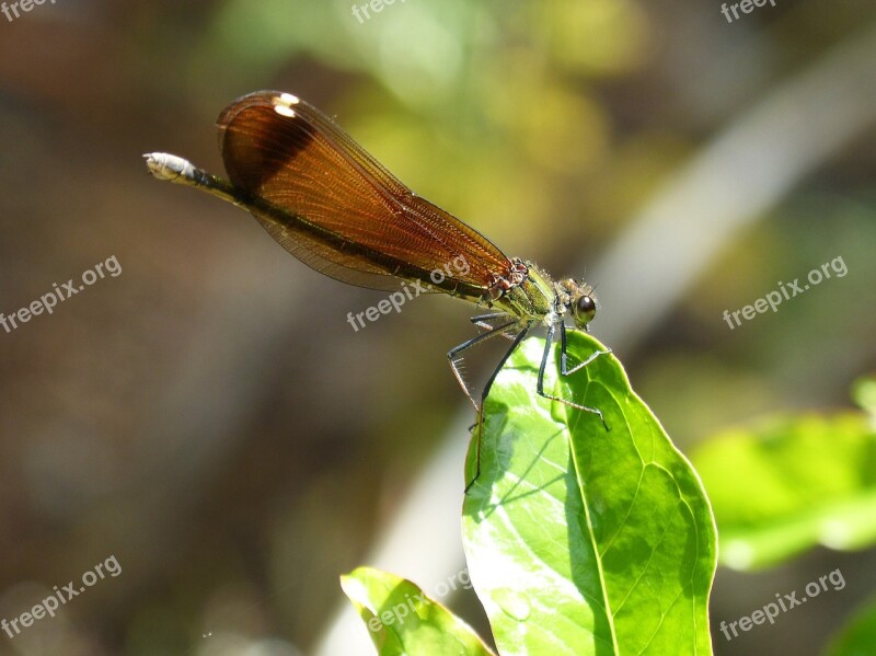 Dragonfly Black Dragonfly Calopteryx Haemorrhoidalis Winged Insect Wetland