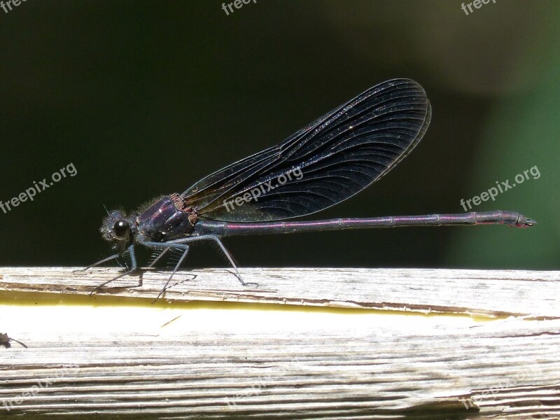 Dragonfly Black Dragonfly Calopteryx Haemorrhoidalis Winged Insect Wetland