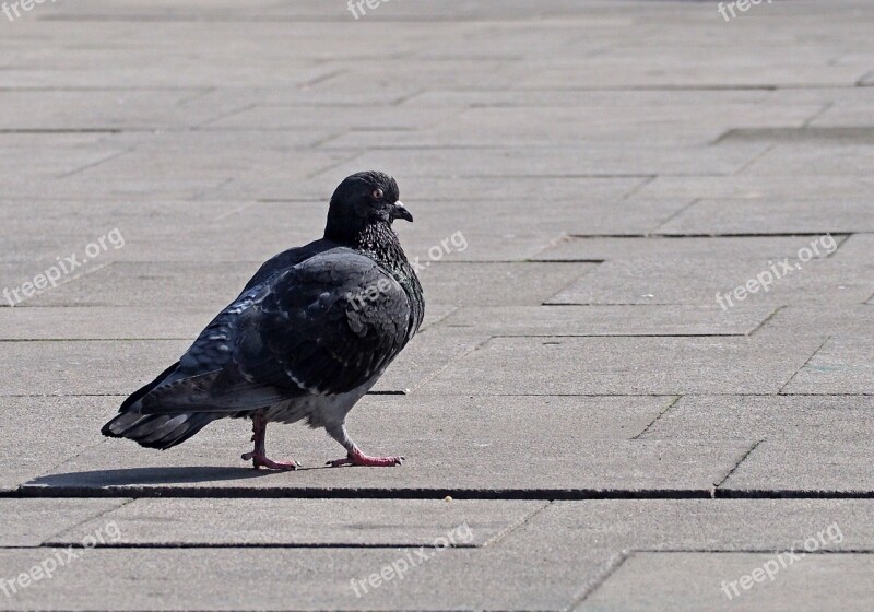 Pigeon Bird Ornithology Walkways Wildlife