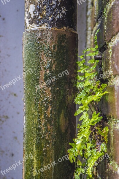 Plant Urban Nature City Green