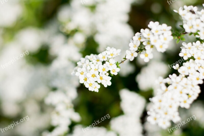 Porridge White Flower White Flowers Plant Spring Flower