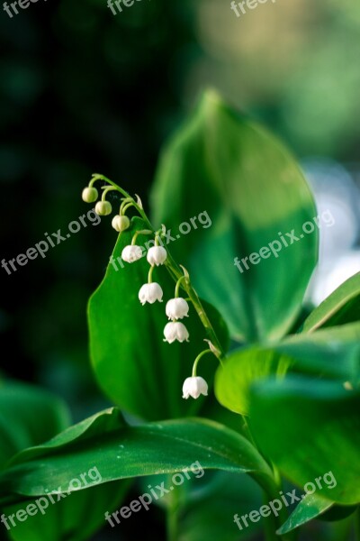 Lily Of The Valley Konwalie White Lilies Of The Valley Plant Green