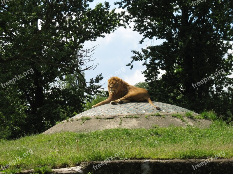 Lion Zoo Wild Animals Zoological Garden Catwalk