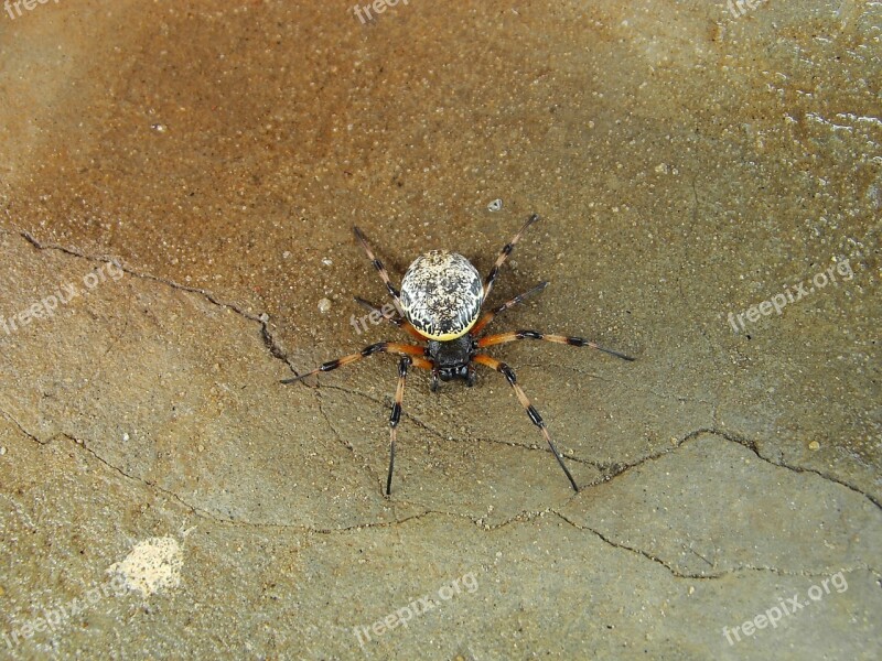 Unknown Spider At Home Discovered Free Photos