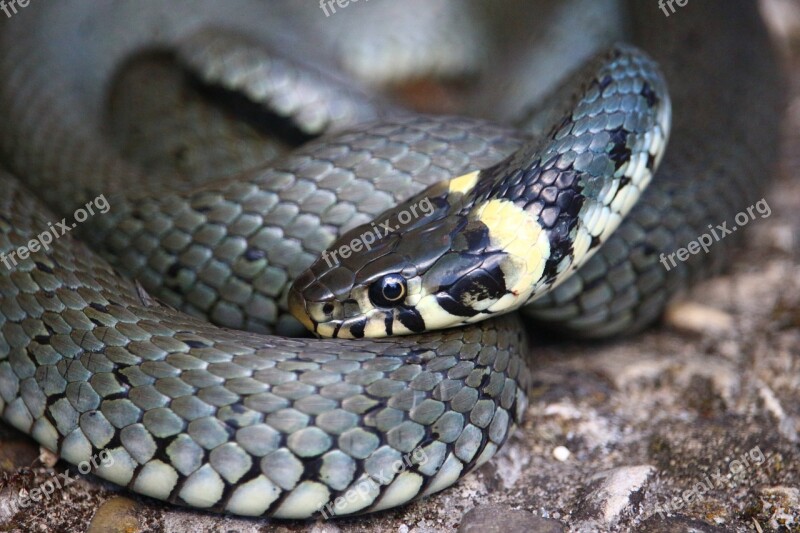 Snake Grass Snake Natter Reptile Snakehead